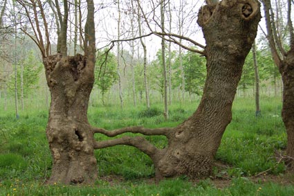 Les arbres liés