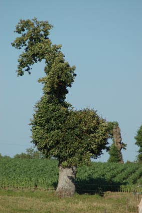 L'arbre poule